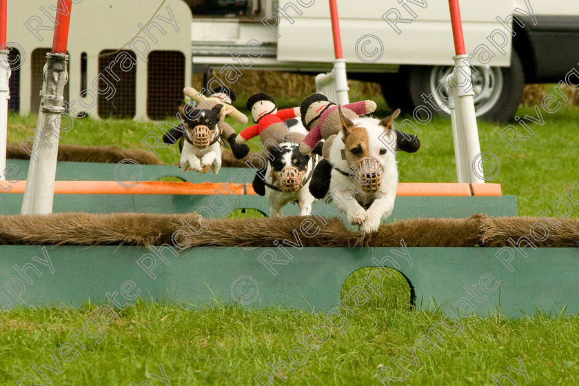 AWC 1853 
 Keywords: England, Lynch Field, UK, Wanborough, Wiltshire, arena demonstration, arena display, cyril the squirrel, terrier racing, wanborough country show