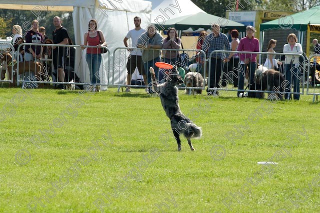 AWC 0866 
 Paws in the Park 2008 at The Hop Farm, Paddock Wood, Kent, organised by MDS Ltd 
 Keywords: 2008, arena demonstration, arena display, country show, display, paddock wood, paws in the park, richard curtis, september, the hop farm