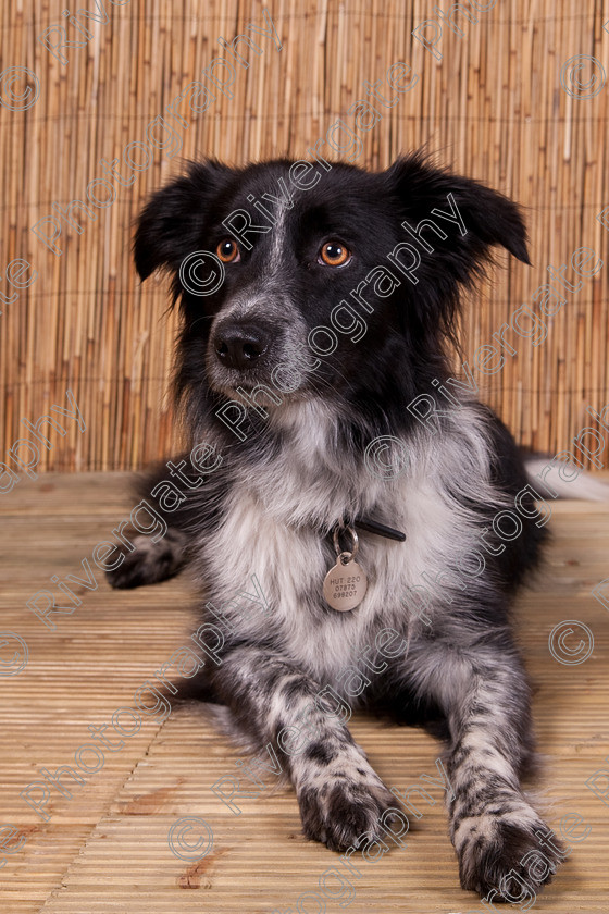 AWC 9480 
 Keywords: 2009, Ower, dogs, july, portraits, wellow agility club