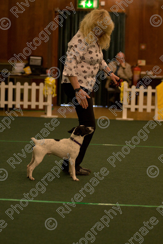 AWC 1652 
 Keywords: 2010, Iris Maxfield, april, competition, heelwork to music, starters heelwork to music part 1, west glen