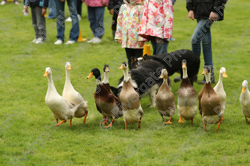 AWC 7519 
 Keywords: ANIMAL HEALTH TRUST, Gala Day, KENTFORD, Lanwades Park, Newmarket, Suffolk, duck herding, ducks, elaine hill sheep dog show