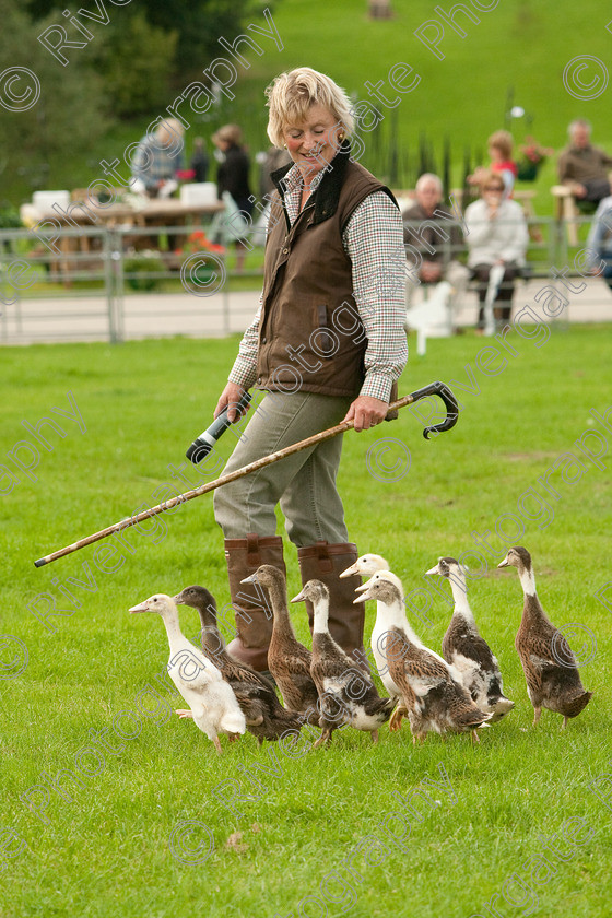 AWC 1147-2 
 Keywords: 0771 313 8528, 2009, England, Harrogate, North Yorkshire, UK, arena demonstration, arena display, august, duck herding, elaine hill, harrogate game fair, info@elainehill-sheepdogs.co.uk, sheepdog display