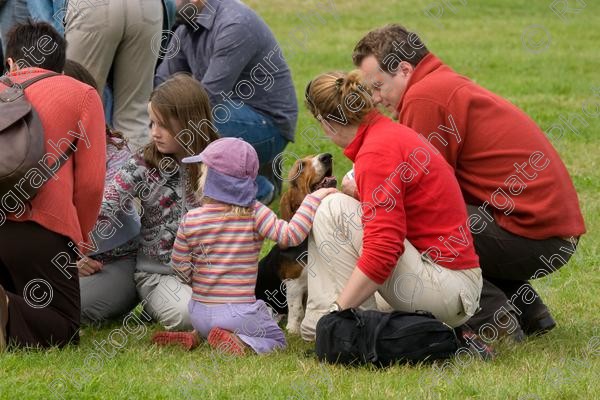 IMG 3199 
 Hatfield House Country Show 2008 Albany Bassett Hounds 
 Keywords: albany bassett hounds, hatfield house country show, meet and greet, pet, stroke