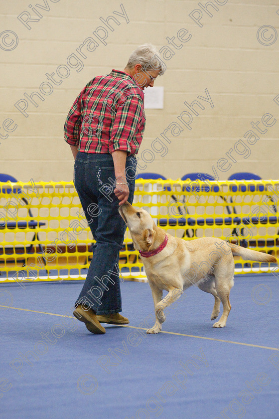 AWC 5788 
 Keywords: 2009, Barnard Castle, County Durham, DL12 8DS, May, Northern Mutts N Music, Novice Heelwork to Music, Royal Canin, Star Light Girl, Strathmore Road, Teesdale Sports Centre, bev williamson, canine freestyle, competition, heelwork to music, labrador