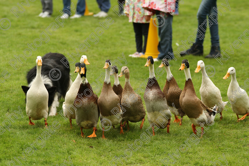 AWC 7520 
 Keywords: ANIMAL HEALTH TRUST, Gala Day, KENTFORD, Lanwades Park, Newmarket, Suffolk, duck herding, ducks, elaine hill sheep dog show