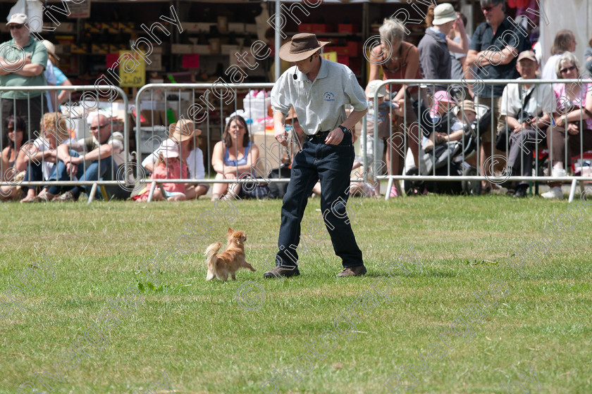 AWC 5083 
 Keywords: 2010, Ardingly, Demonstration, Richard Curtis, Smallholders Show, july, k9freestyle arena display