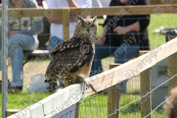 IMG 3460 
 Hatfield House Country Show 2008 Birds of Prey and Falconry 
 Keywords: Hatfield House Country Show, Birds of Prey, Falconry, Arena Demonstration, James McKay and son.