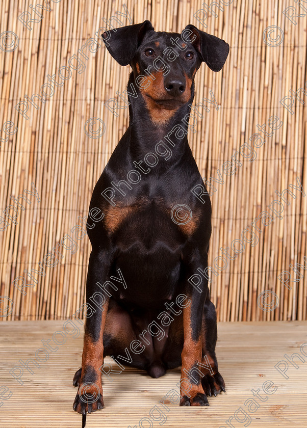 AWC 9597 
 Keywords: 2009, Ower, dogs, july, portraits, wellow agility club