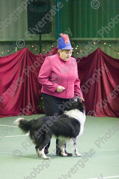 IMG 2716 
 Paws n Music, Heelwork to Music competition held at Ryton on Dunsmore, Coventry. 
 Keywords: 2008, canine freestyle, competition, connexions leisure centre, coventry, dancing with dogs, december, freestyle, heelwork to music, january, paws and music, paws n music, ryton, ryton on dunsmore, Kay Laurence, border collie