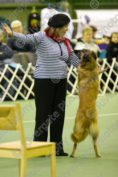 IMG 5818 
 Keywords: 2008, K9 Freestyle, Rugby DTC, canine freestyle, competition, connexions leisure centre, coventry, dancing dogs, february, heelwork to music, , ryton on dunsmore