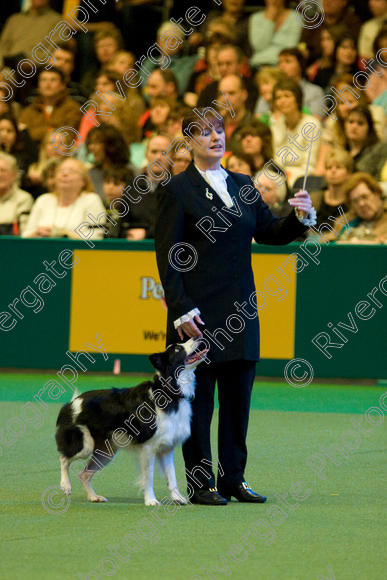 IMG 7591 
 Keywords: 2008, Arena, Display, Iatka Spring Spangle, NEC, WS, birmingham, canine freestyle, crufts, dancing, dogs, heelwork to music, htm, karen sykes, march, performance, working sheepdog