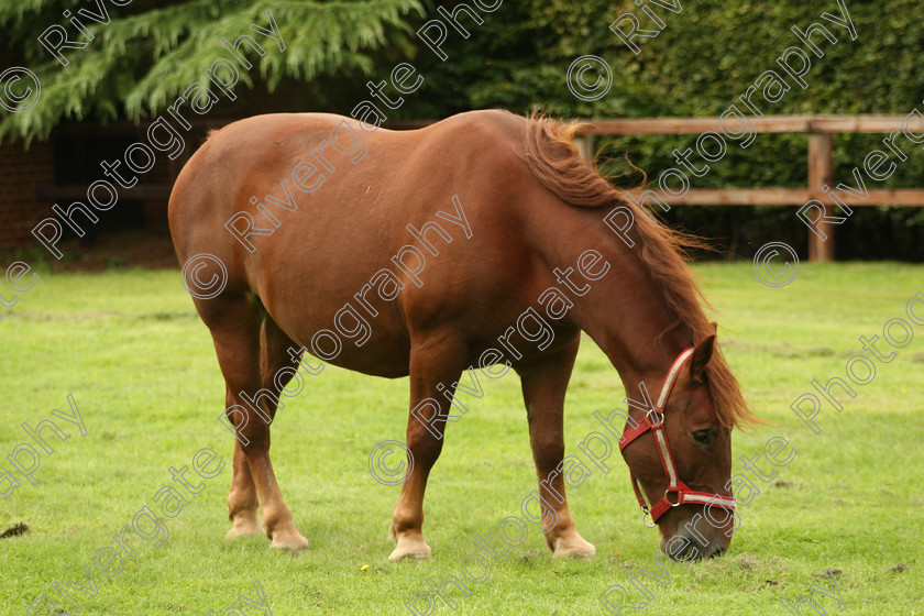 AWC 7601 
 Keywords: ANIMAL HEALTH TRUST, Gala Day, KENTFORD, Lanwades Park, Newmarket, Suffolk, grass, grazing, green, horse