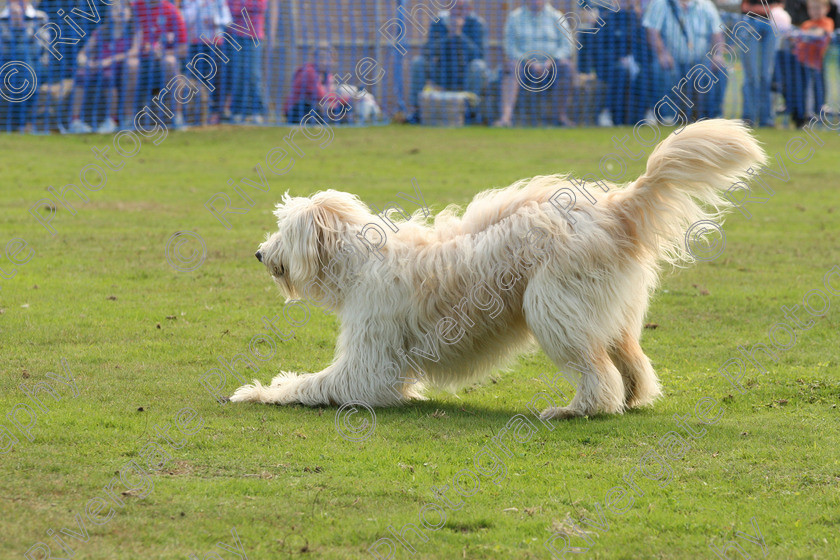 AWC 6989 
 Keywords: 2010, Chobham, Millbrook Animal Centre, RSPCA, Richard Curtis, arena demonstration, september