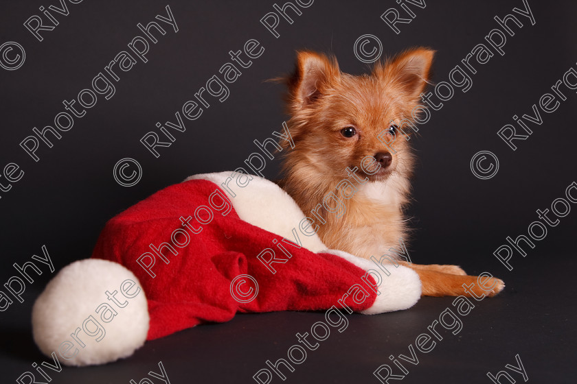 AWC 7351 
 Keywords: 2009, Chihuahua cross, Chiwawa Dog, Christmas, Cross Breed, Pomeranian cross, betty, black background, cute, december, dressed up, dressing up, laying down, portrait, puppy, red santa hat, richard curtis' dogs, small dog