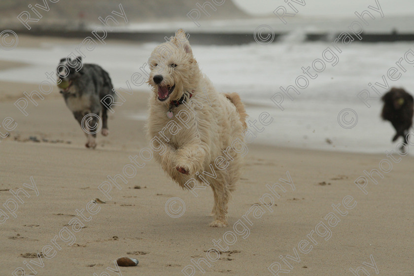 AWC 4448 
 Hengistbury Head, Richard Curtis' dogs on the beach 
 Keywords: 2008, beach, december, dogs, hengistbury head, richard curtis' dogs, whizzy