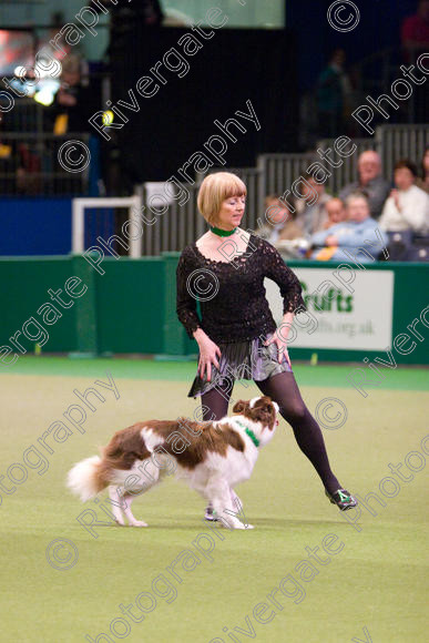 IMG 7310 
 Crufts Heelwork to Music and Canine Freestyle Competition Finals 
 Keywords: 2008, Arena, Display, NEC, WS, birmingham, canine freestyle, crufts, dancing, dogs, heelwork to music, htm, kath hardman, march, performance, reflections of ginger, working sheepdog