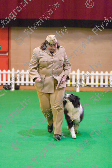 IMG 8623 
 Heelwork to Music and Canine Freestyle Competitions held at Westglen in April 2008 
 Keywords: 2008, Bilford Road, Perdiswell Leisure Centre, WR3 8DX, Worcester, april, competition, heelwork to music, westglen, jackie de jong, advanced, htm