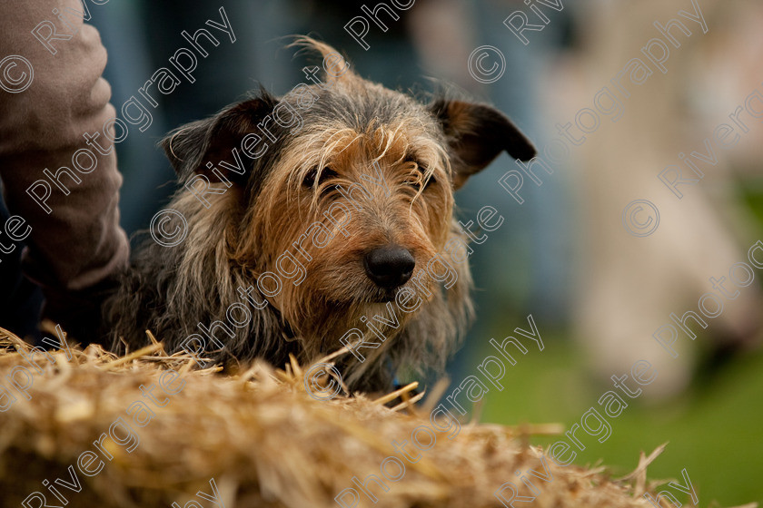 AWC 1567 
 Keywords: England, Lynch Field, UK, Wanborough, Wiltshire, wanborough country show