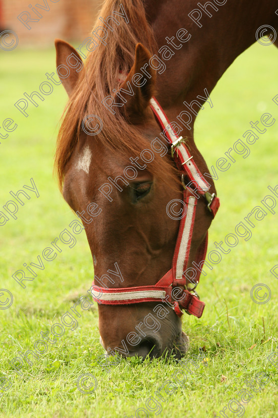 AWC 7613 
 Keywords: ANIMAL HEALTH TRUST, Gala Day, KENTFORD, Lanwades Park, Newmarket, Suffolk, grass, grazing, green, horse