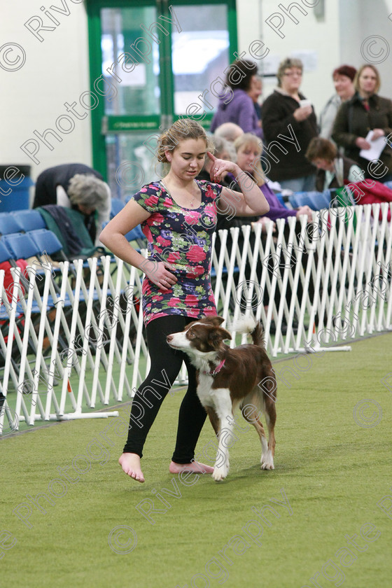 AWC 0268 
 Keywords: Nicci Hindson, heelwork to music competition, rugby dog club