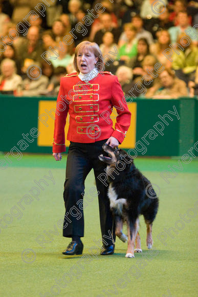 IMG 7465 
 Mary Muxworthy performing Advanced Heelwork to Music at the Crufts competition at the NEC Arena in Birmingham in March 2008 
 Keywords: 2008, Arena, Collywobble Cenltic Harry, Display, NEC, WS, Working Sheep dog, birmingham, canine freestyle, crufts, dancing, dogs, heelwork to music, htm, march, mary muxworthy, performance