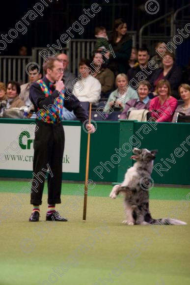 IMG 7268 
 Crufts Heelwork to Music and Canine Freestyle Competition Finals 
 Keywords: 2008, Arena, Display, NEC, birmingham, canine freestyle, crufts, dancing, dogs, heelwork to music, htm, march, performance, pogo, pot black routine, richard curtis