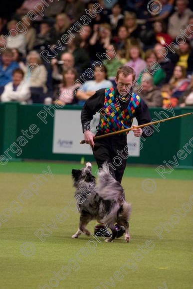 IMG 7265 
 Crufts Heelwork to Music and Canine Freestyle Competition Finals 
 Keywords: 2008, Arena, Display, NEC, birmingham, canine freestyle, crufts, dancing, dogs, heelwork to music, htm, march, performance, pogo, pot black routine, richard curtis