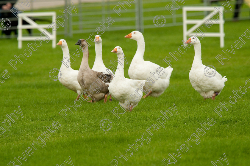 AWC 0747-2 
 Keywords: 0771 313 8528, 2009, England, Harrogate, North Yorkshire, UK, arena demonstration, arena display, august, duck herding, elaine hill, harrogate game fair, info@elainehill-sheepdogs.co.uk, sheepdog display