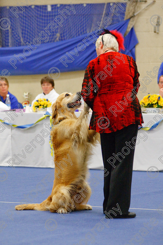 AWC 6595 
 Keywords: 2009, Barnard Castle, Class 6a, County Durham, DL12 8DS, Jeannette Fife, Judges: Penny Draper, May, Northern Mutts N Music, Novice Freestyle, Rainscourt Zi Folly, Richard Curtis, Royal Canin, Strathmore Road, Teesdale Sports Centre, annette lowe, canine freestyle, competition, golden retriever, heelwork to music