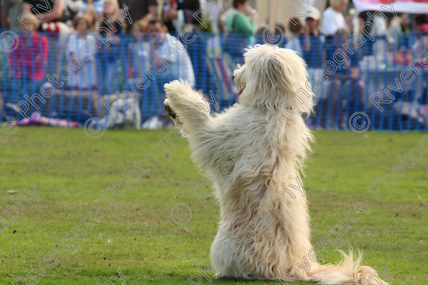 AWC 6987 
 Keywords: 2010, Chobham, Millbrook Animal Centre, RSPCA, Richard Curtis, arena demonstration, september