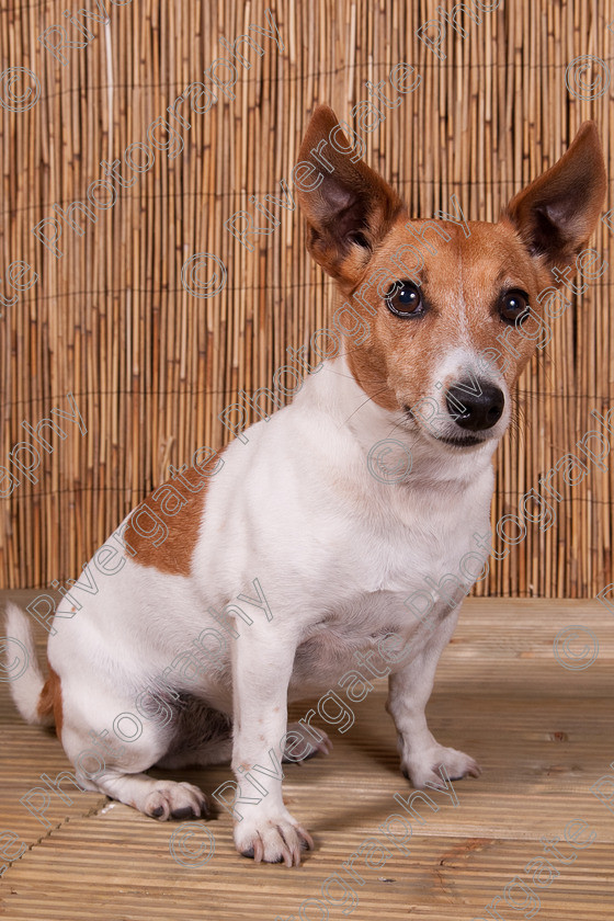 AWC 9436 
 Keywords: 2009, Ower, dogs, july, portraits, wellow agility club