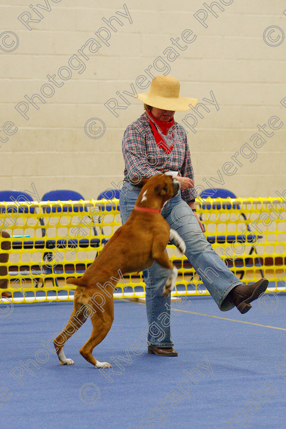 AWC 6300 
 Keywords: 2009, Amanda Jinks, Anita Hartland, Barnard Castle, Boxer, County Durham, DL12 8DS, Judges Jeanette Fyfe, May, Nel Gwynne Seefeld, Northern Mutts N Music, Royal Canin, Starters Freestyle, Strathmore Road, Teesdale Sports Centre, canine freestyle, competition, heelwork to music, penny draper