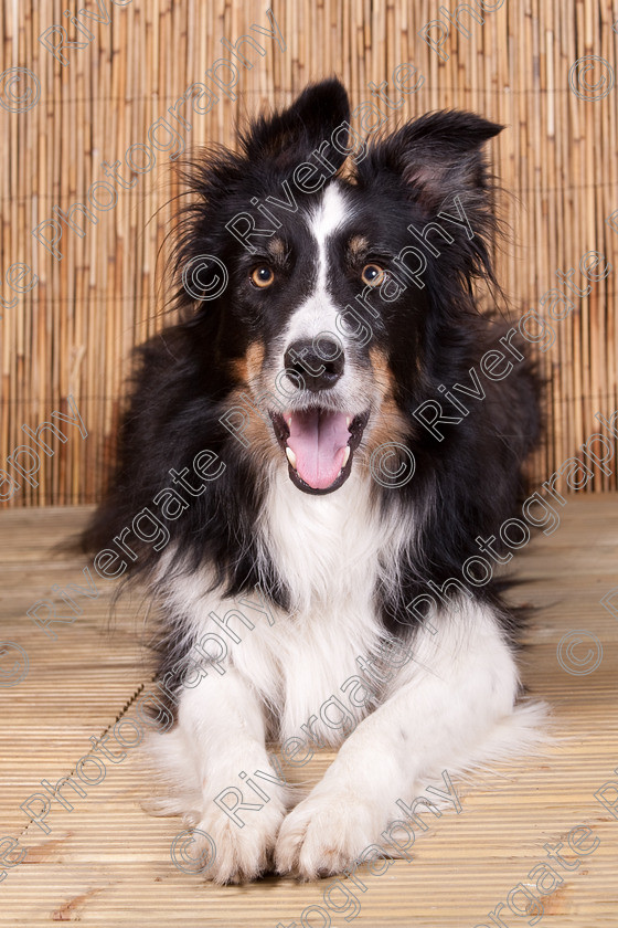 AWC 9530 
 Keywords: 2009, Ower, dogs, july, portraits, wellow agility club