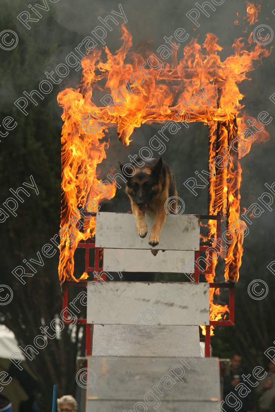 AWC 7543 
 Keywords: ANIMAL HEALTH TRUST, Gala Day, KENTFORD, Lanwades Park, Newmarket, Suffolk, agility, dogs, rings of fire, rockwood dog display team