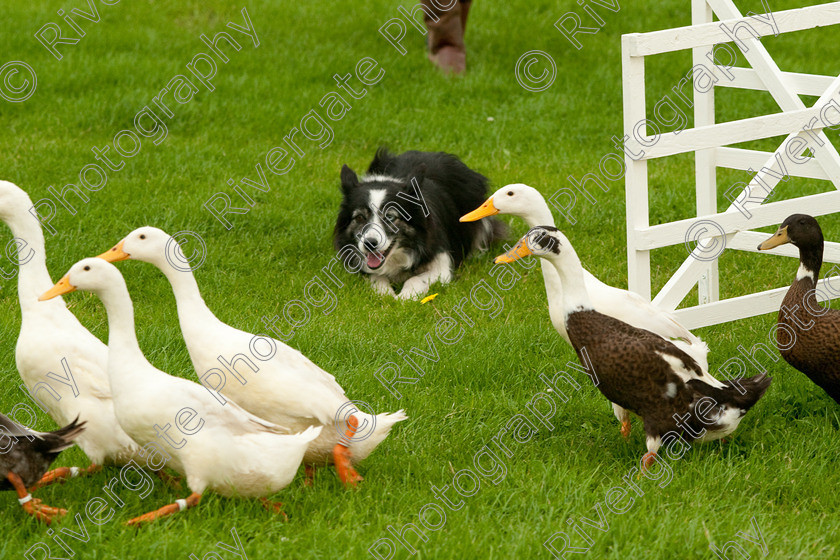 AWC 0779-2 
 Keywords: 0771 313 8528, 2009, England, Harrogate, North Yorkshire, UK, arena demonstration, arena display, august, duck herding, elaine hill, harrogate game fair, info@elainehill-sheepdogs.co.uk, sheepdog display