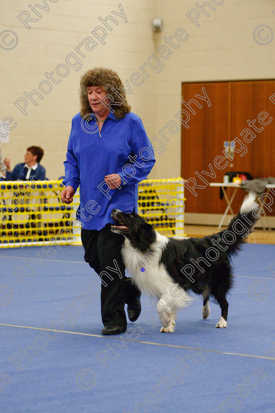 AWC 5866 
 Keywords: 2009, Barnard Castle, County Durham, DL12 8DS, Intermediate Heelwork to Music, May, Northern Mutts N Music, Paula Ackray, Royal Canin, Stillmore My Quest, Strathmore Road, Teesdale Sports Centre, border collie, canine freestyle, competition, heelwork to music