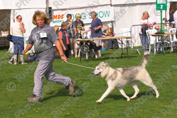 IMG 8697-01 
 Paws in the Park 2006 at The Hop Farm, Paddock Wood, Kent, organised by MDS Ltd 
 Keywords: Paws, in, the, Park, The, Hop, Farm, 2006, MDS, Shows, Ltd, Kent