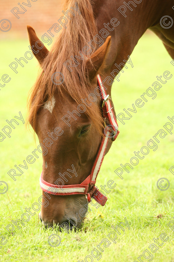 AWC 7612 
 Keywords: ANIMAL HEALTH TRUST, Gala Day, KENTFORD, Lanwades Park, Newmarket, Suffolk, grass, grazing, green, horse