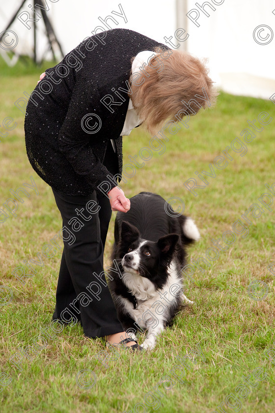 AWC 7997 
 Keywords: 2009, England, June, MDS Ltd, Paws in the Park, UK, broadlands, competition, hampshire, heelwork to music, paws and music, paws n music, romsey