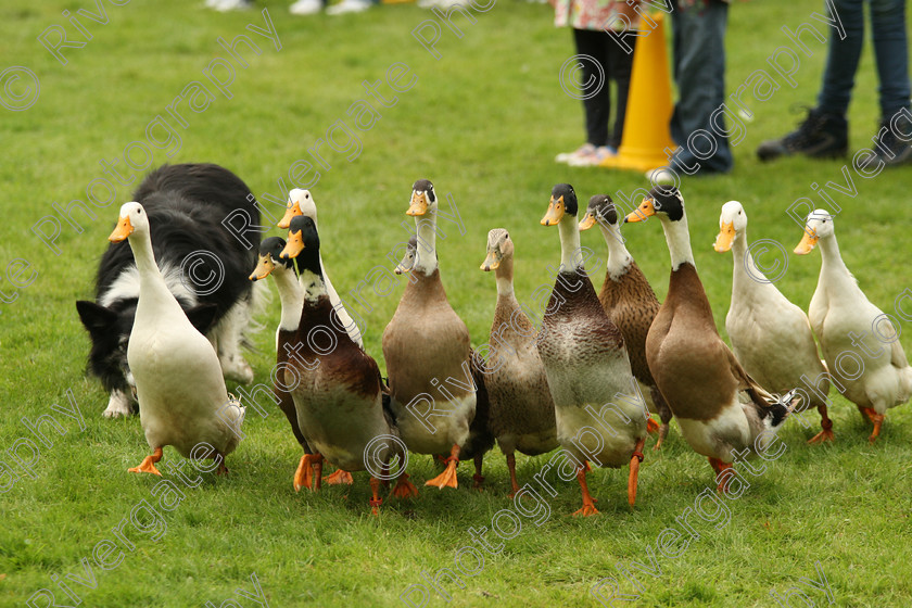 AWC 7521 
 Keywords: ANIMAL HEALTH TRUST, Gala Day, KENTFORD, Lanwades Park, Newmarket, Suffolk, duck herding, ducks, elaine hill sheep dog show