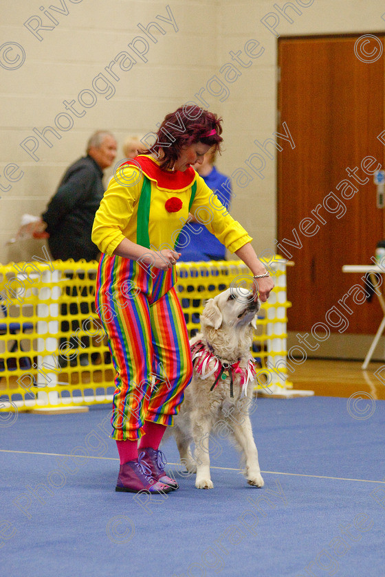 AWC 6323 
 Keywords: 2009, Anita Hartland, Aprix Alford, Barnard Castle, County Durham, DL12 8DS, Judges Jeanette Fyfe, May, Northern Mutts N Music, Paudell Precious Gem, Royal Canin, Starters Freestyle, Strathmore Road, Teesdale Sports Centre, canine freestyle, competition, golden retriever, heelwork to music, penny draper