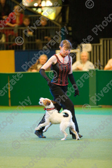 IMG 7445 
 Carol Wallace with Last of the Summer Wine performing Heelwork to Music at Crufts 2008 in the Arena at the NEC Birmingham 
 Keywords: 2008, Arena, Display, Jack Russell, Last of the Summer Wine, NEC, birmingham, canine freestyle, carol wallace, crufts, dancing, dogs, heelwork to music, htm, march, performance