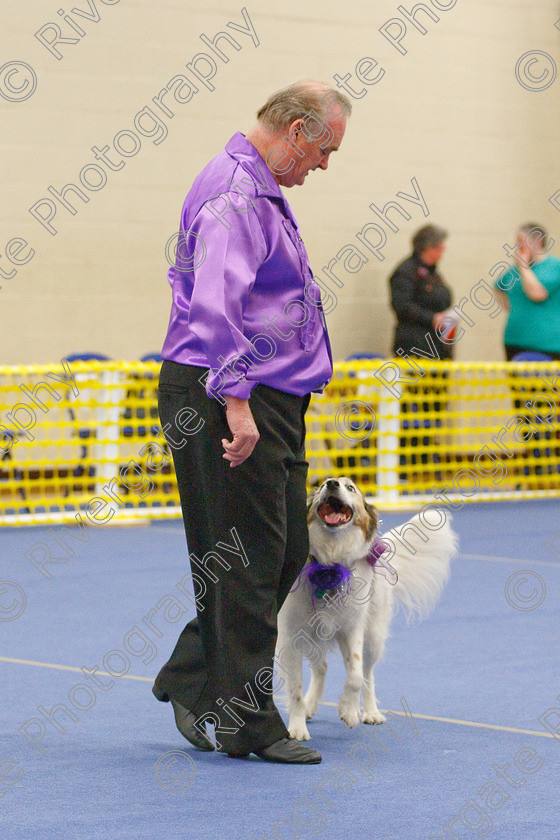 AWC 5775 
 Keywords: 2009, Barnard Castle, County Durham, DL12 8DS, Lady Cas of Long Bridge, May, Northern Mutts N Music, Novice Heelwork to Music, Phil Dunford, Royal Canin, Strathmore Road, Teesdale Sports Centre, canine freestyle, competition, heelwork to music