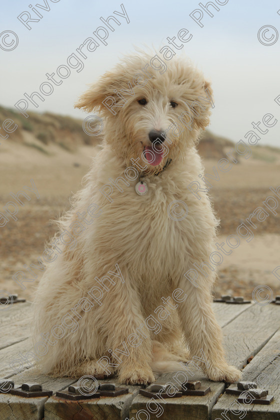 AWC 4272 
 Hengistbury Head, Richard Curtis' dogs on the beach 
 Keywords: 2008, beach, december, dogs, hengistbury head, richard curtis' dogs, whizzy