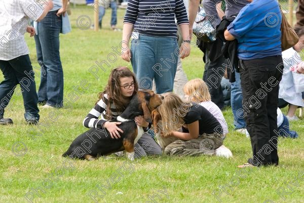 IMG 3228 
 Hatfield House Country Show 2008 Albany Bassett Hounds 
 Keywords: albany bassett hounds, hatfield house country show, meet and greet, pet, stroke