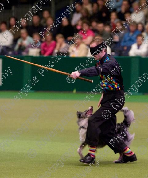 IMG 7285 
 Crufts Heelwork to Music and Canine Freestyle Competition Finals 
 Keywords: 2008, Arena, Display, NEC, birmingham, canine freestyle, crufts, dancing, dogs, heelwork to music, htm, march, performance, pogo, pot black routine, richard curtis