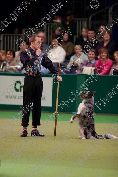 IMG 7267 
 Crufts Heelwork to Music and Canine Freestyle Competition Finals 
 Keywords: 2008, Arena, Display, NEC, birmingham, canine freestyle, crufts, dancing, dogs, heelwork to music, htm, march, performance, pogo, pot black routine, richard curtis