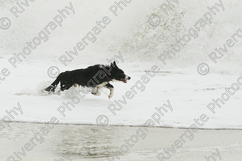 AWC 4203 
 Hengistbury Head, Richard Curtis' dogs on the beach 
 Keywords: 2008, beach, border collie, december, dogs, hengistbury head, random dog, running through surf, unknown dog