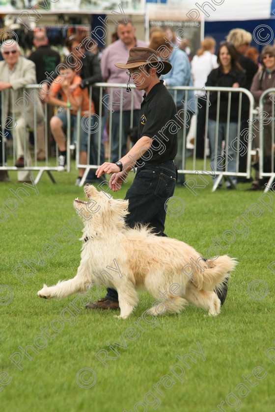 AWC 7487 
 Keywords: 2010, Kent, MDS Shows Ltd, Paws in the Park, Richard Curtis, arena demonstrations, heelwork to music, paddock wood, poodle cross border collie, whizzy