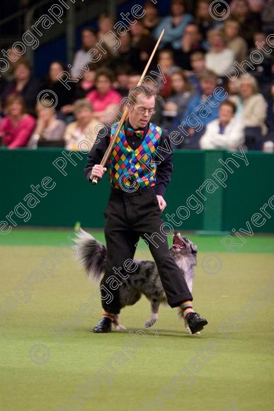 IMG 7282 
 Crufts Heelwork to Music and Canine Freestyle Competition Finals 
 Keywords: 2008, Arena, Display, NEC, birmingham, canine freestyle, crufts, dancing, dogs, heelwork to music, htm, march, performance, pogo, pot black routine, richard curtis